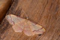 Idaea ostrinaria