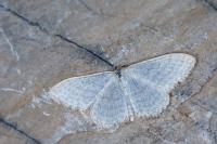 Idaea subsericeata