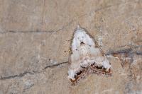 Nola infantula