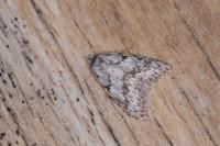 Nola cicatricalis