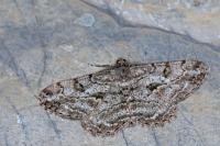Peribatodes rhomboidaria rhomboidaria