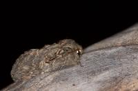 Peridea anceps