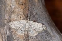 Scopula marginepunctata