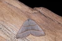 Scotopteryx luridata