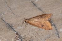 Udea ferrugalis