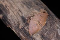 Watsonalla binaria