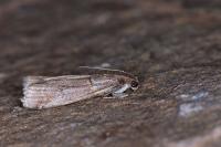 Acrobasis centunculella