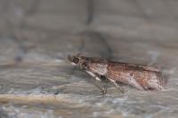 Acrobasis obliqua