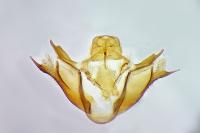 Scotopteryx luridata