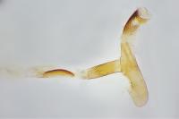 Scotopteryx luridata