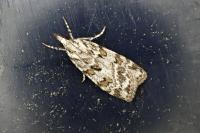 Scoparia pyralella