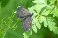 Odezia atrata