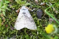 Calliteara pudibunda