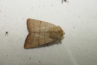 Charanyca trigrammica