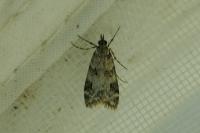 Eudonia delunella