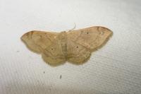 Idaea degeneraria