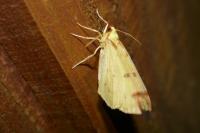 Opisthograptis luteolata