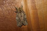 Peridea anceps