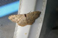 Scopula submutata roseonitens