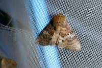 Tethea ocularis