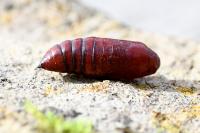 Mamestra brassicae