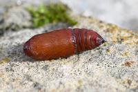 Mamestra brassicae