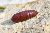 Mamestra brassicae