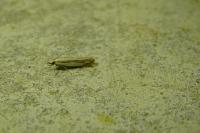 Crambus pascuella