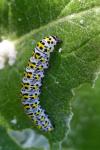 Cucullia verbasci
