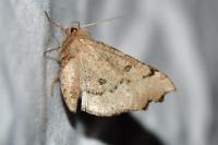 Odontopera bidentata