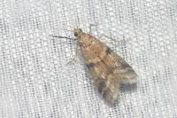 Ephestia woodiella/parasitella/elutella