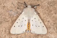 Spilosoma lubricipeda