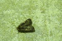 Xestia c-nigrum