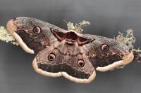 Saturnia pyri
