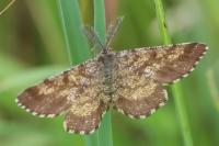 Ematurga atomaria