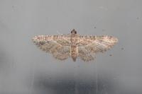 Gymnoscelis rufifasciata