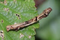 Ectropis crepuscularia