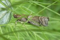 Alophia combustella