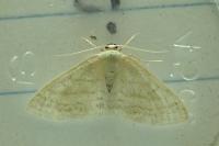 Idaea subsericeata