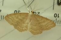Idaea ochrata