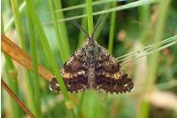 Isturgia famula