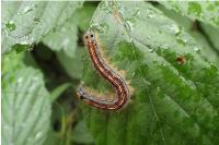 Malacosoma neustria