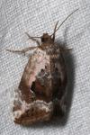 Elaphria venustula