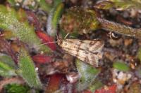 Homoeosoma sinuella