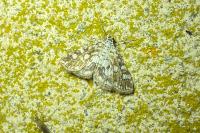 Elophila nymphaeata