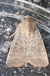 Hoplodrina ambigua/blanda