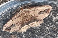 Menophra abruptaria
