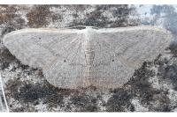 Idaea distinctaria