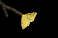 Opisthograptis luteolata