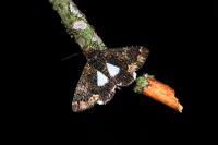 Catephia alchymista